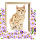 虎鉄ちゃんの追悼写真（猫の火葬）