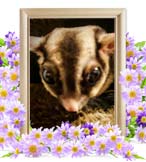 虹花ちゃんの追悼写真