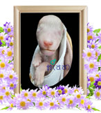 ペット火葬(鈴)