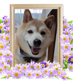 陸久ちゃんの追悼写真（犬の火葬）