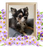 零ちゃんの追悼写真（犬の火葬）