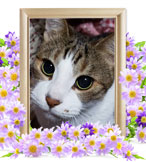 猫を火葬(颯太)