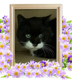 駐車場にゃーちゃんの追悼写真（猫の火葬）