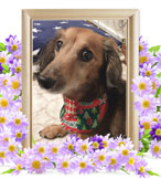 ペットの火葬(騎士)