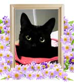 黒豆ちゃんの追悼写真（猫の火葬）