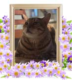 黒豆ちゃんの追悼写真（猫の火葬）