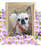 ネネコちゃんの追悼写真（犬の火葬・埼玉県）