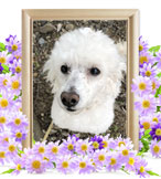 ペット火葬(犬の火葬)