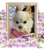 ハナちゃんの追悼写真（犬の火葬）